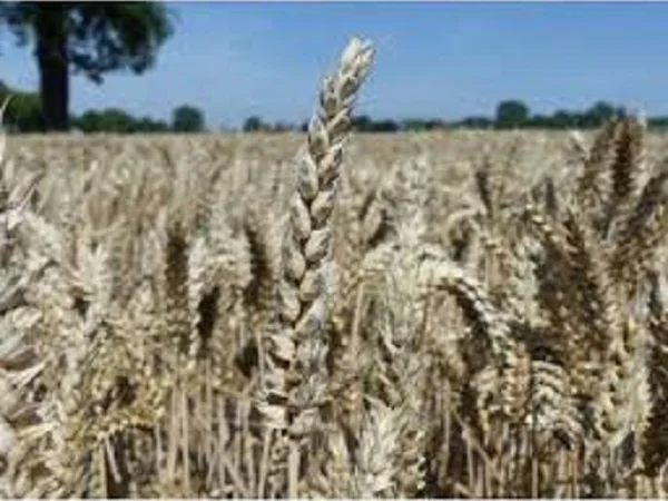 Семена озимої пшениці Жайвір - високі врожаї - фото № 1