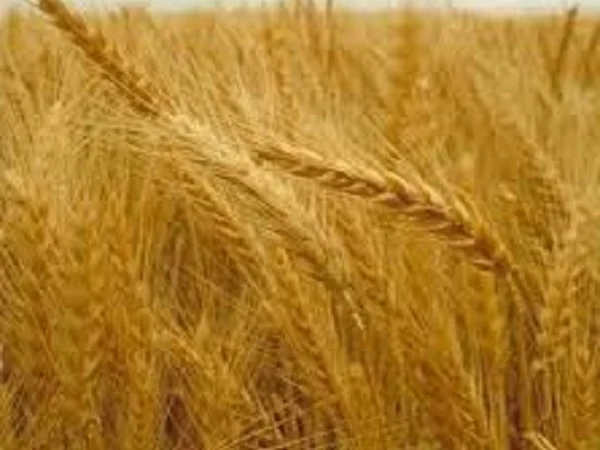 Семена озимой пшеницы Дарунок Поділля - фото № 1