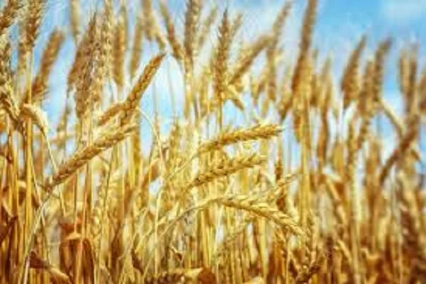 Семена озимої пшениці Царівна для продажу - фото № 1