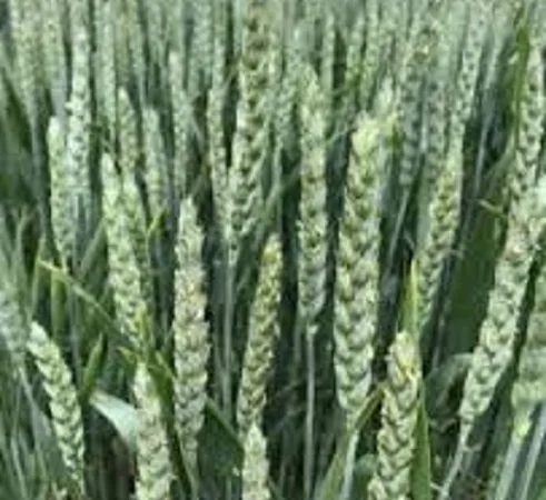 Семена озимої пшениці ДАРИНКА КИЇВСЬКА - фото № 1