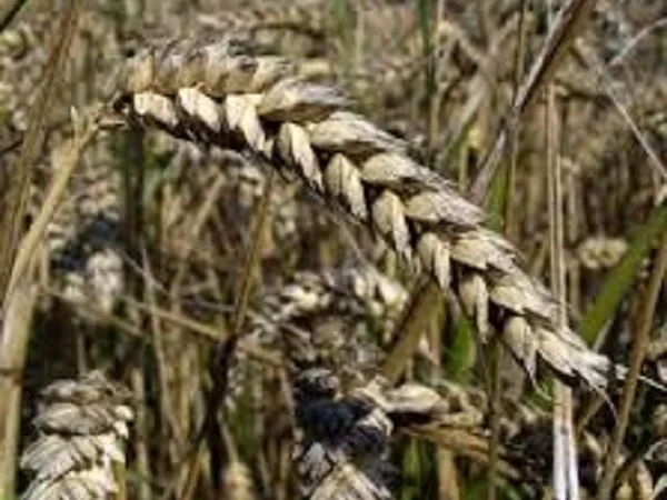 Семена пшеницы ВИТА для продажи - фото № 1