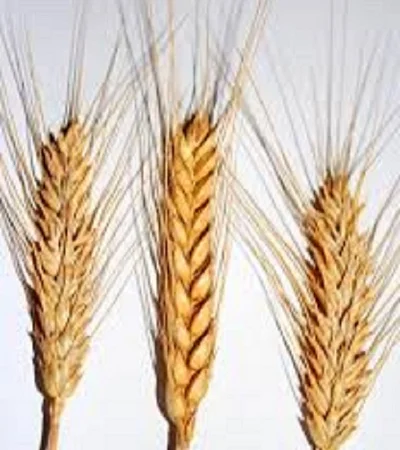 Семена озимої пшениці сорту Іришка - фото № 1