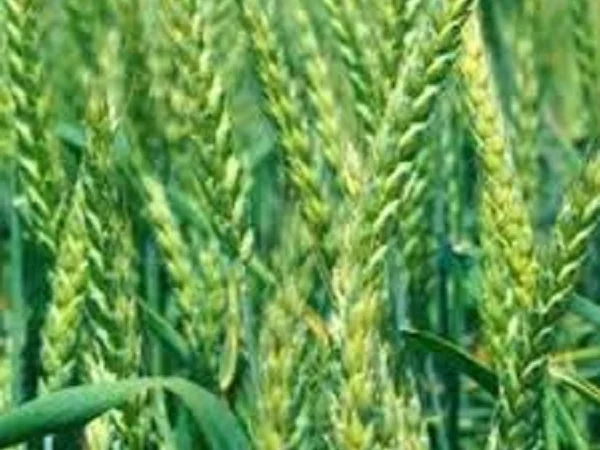 Продаю семена озимой пшеницы ЛИСТ 25 - фото № 1