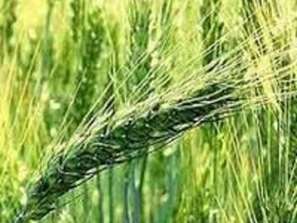 Семена озимой пшеницы ЗИРА на продажу - фото № 1