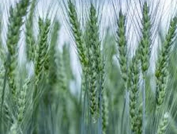 Семена озимої пшениці НІВА ОДЕСЬКА - фото № 1