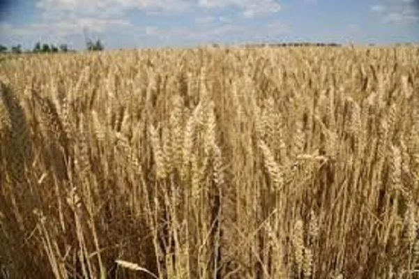 Семена озимої пшениці Голубка Одеська на продажу - фото № 1