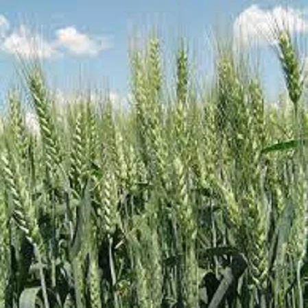Семена озимої пшениці Шестопалівка – висока врожайність - фото № 1