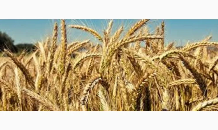 Семена озимої пшениці Бунчук у продажу - фото № 1