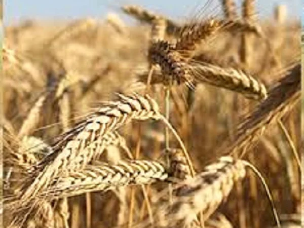 Семена озимої пшениці СТАТНА на продажу - фото № 1