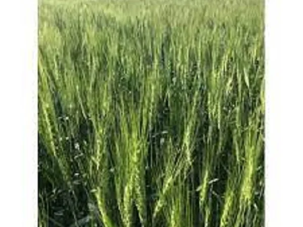 Семена озимої пшениці ЛАЗУРНАЯ - високі врожаї - фото № 1