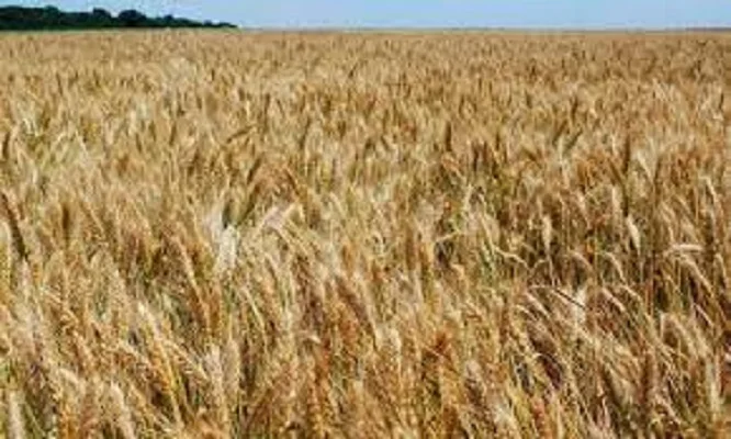 Семена озимой пшеницы ФАВОРИТКА на продажу - фото № 1