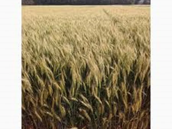 Семена озимой пшеницы Подолянка на продажу - фото № 1
