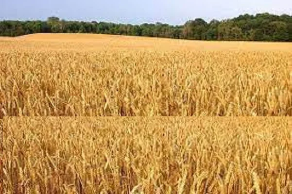 Семена озимої пшениці Смуглянка на продажу - фото № 1