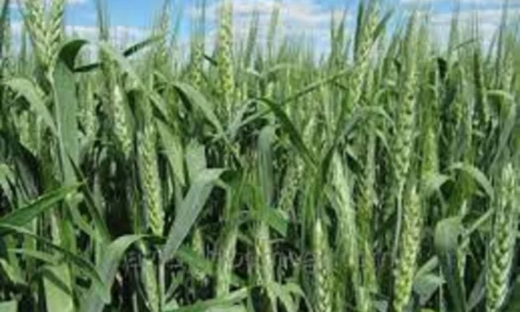 Семена озимої пшениці Ліра Одеська на продаж - фото № 1