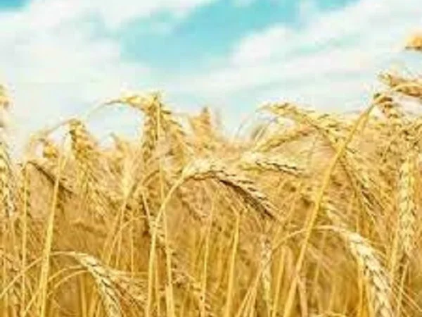 Озимая пшеница Щедрость Одесская в продаже - фото № 1