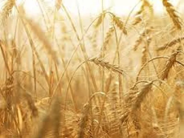 Озима пшениця Розквіт - фото № 1