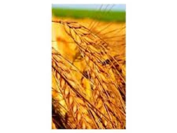 Продаж озимої пшениці сорту Перепілка - фото № 1