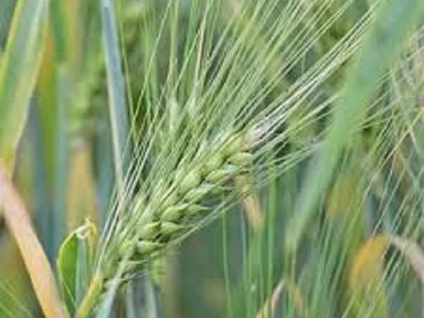 Пшеница озимая сорт Манера Одеська на продажу - фото № 1