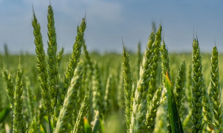 Продажа насіння пшениці озимої Емерік KWS - фото № 1