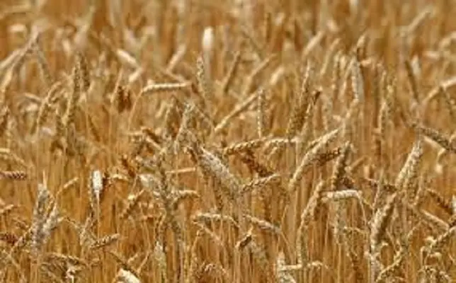 Озима пшениця Катаріна на продаж - фото № 1