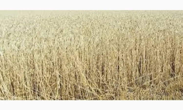 Пшениця м’яка озима МІП КНЯЖНА на продаж - фото № 1