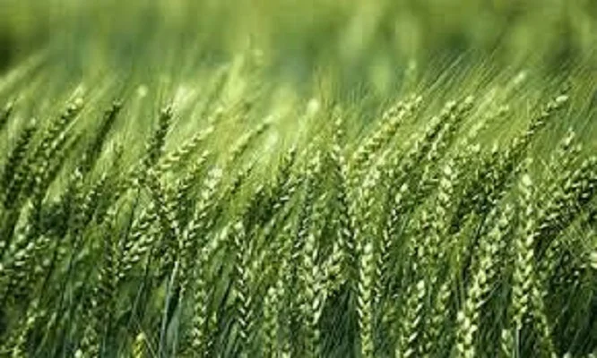 Продажа насіння озимої пшениці РОНІН KWS - фото № 1