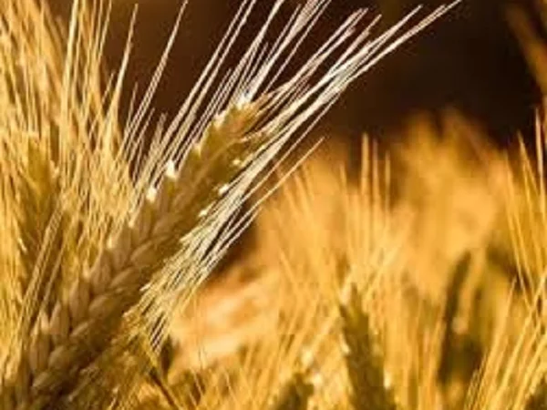 Пшениця м'яка озима МІП ВАЛЕНСІЯ на продаж - фото № 1