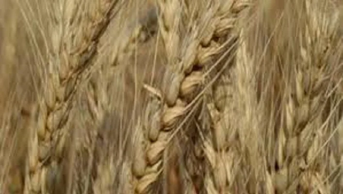 Пшеница мягкая озимая Балада Мироновская - фото № 1