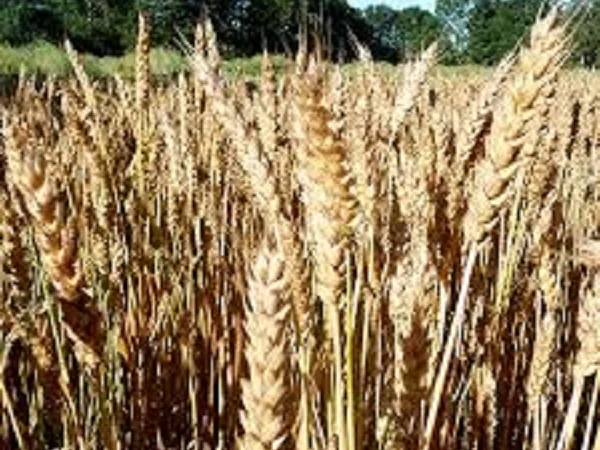 Семена озимой пшеницы Благодарка Одесская на продажу - фото № 1