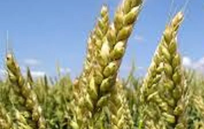 Продается семена озимой пшеницы Чирон - фото № 1