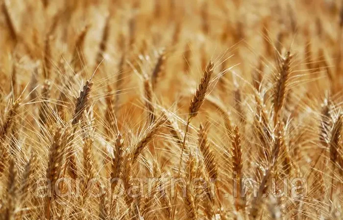 Насіння озимої пшениці Керамік LG в Харькове - фото № 1