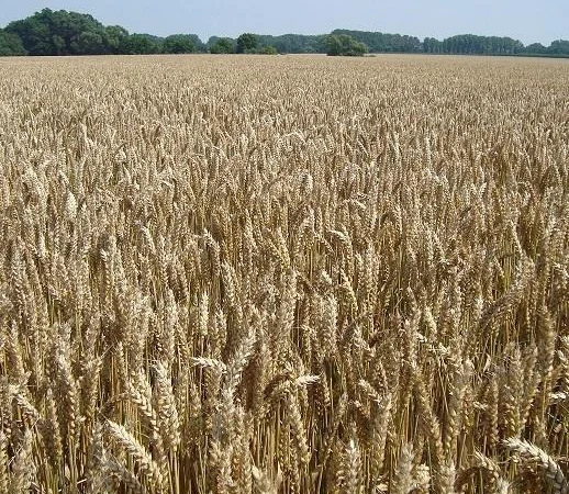 Продажа пшеницы озимой Мачбол - фото № 1
