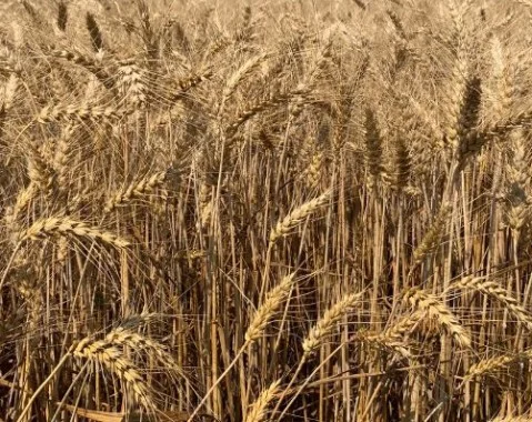 Продажа насіння остистої озимої пшениці Соліндо - фото № 1