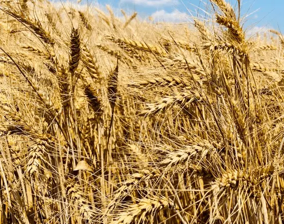 Озимая пшеница Софру на продажу - фото № 1