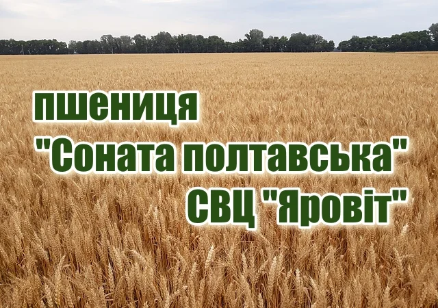 Насіння озимої пшениці "Соната полтавська" - фото № 1