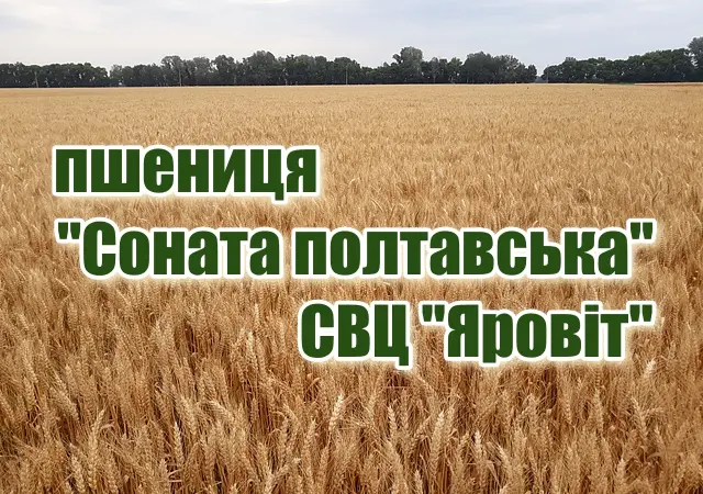 Продаж насіння озимої пшениці "Соната полтавська" - фото № 1