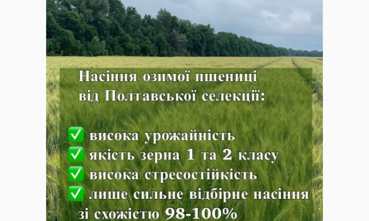 Продаж озимої пшениці сорту ПС Манжелія - фото № 1