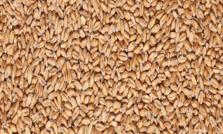 Підприємство переробник на постійній основі закуповує Пшеницю Тверду ( Фураж) - фото № 1