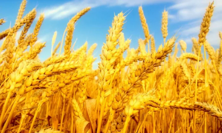 Семена пшеницы сорта TESLA для продажи - фото № 6