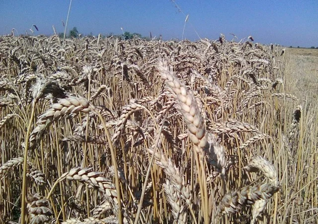 Семена озимой пшеницы КАНАДА на продажу - фото № 3