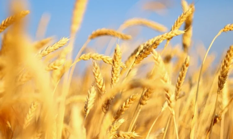 Семена озимой пшеницы КАНАДА на продажу - фото № 4