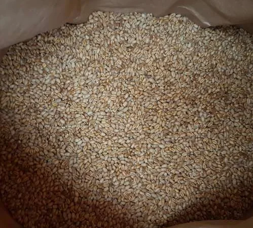 Семена пшеницы двуручка AMADEO для продажи - фото № 8