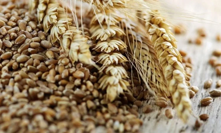 Закупівля пшениці в Полтаві - фото № 2