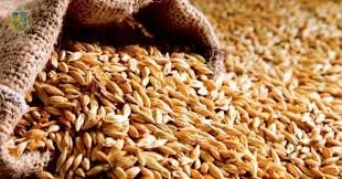 Закупівля пшениці в Полтаві - фото № 1