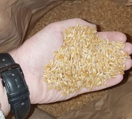 Насіння ярої пшениці ZELMA для продажу - фото № 1