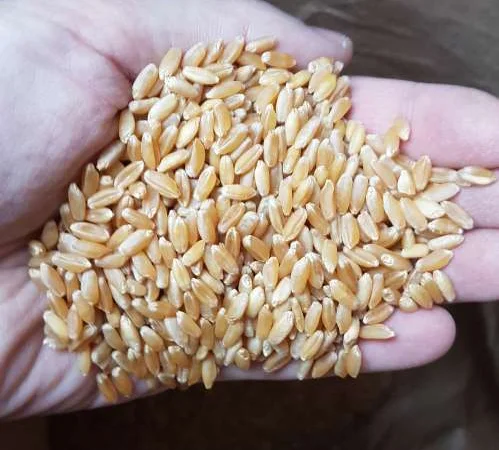 Продаж семян пшениці CHICAGO, озимий сорт - фото № 1