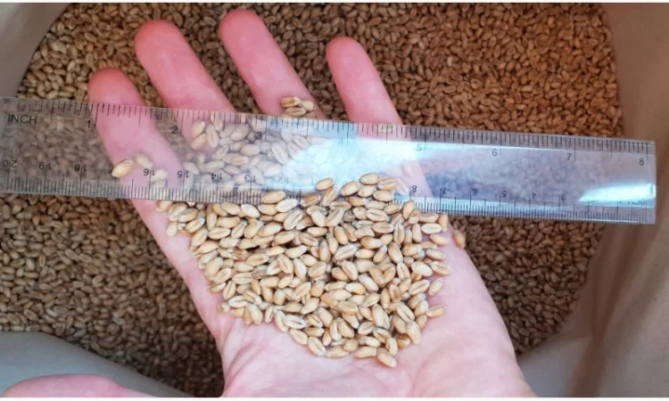 Насіння пшениці сорт FOX для продажу - фото № 1