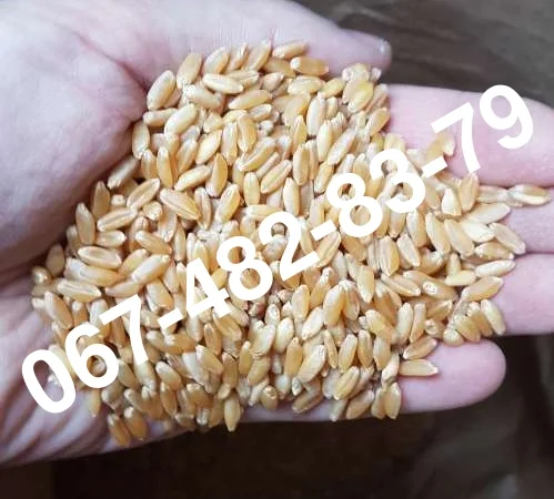 Пшениця ALMA - елітний канадський сорт - фото № 1