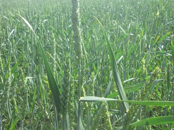 Продаем семена канадской пшеницы Новелл. 1 репродукция - фото № 1