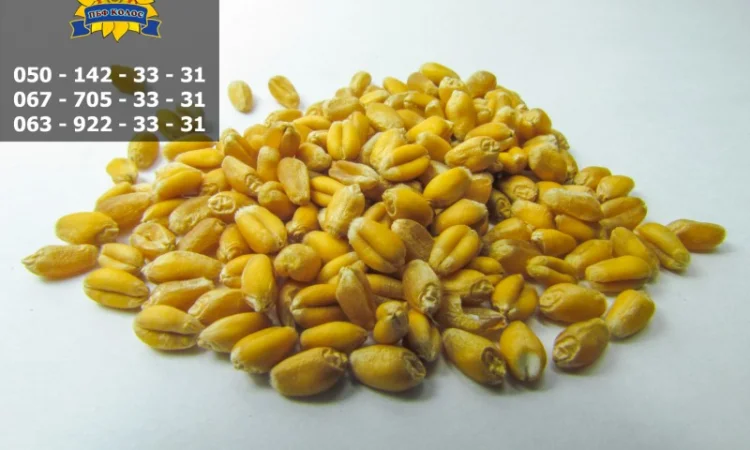 Семена пшеницы Тацитус, высококачественное насение - фото № 1